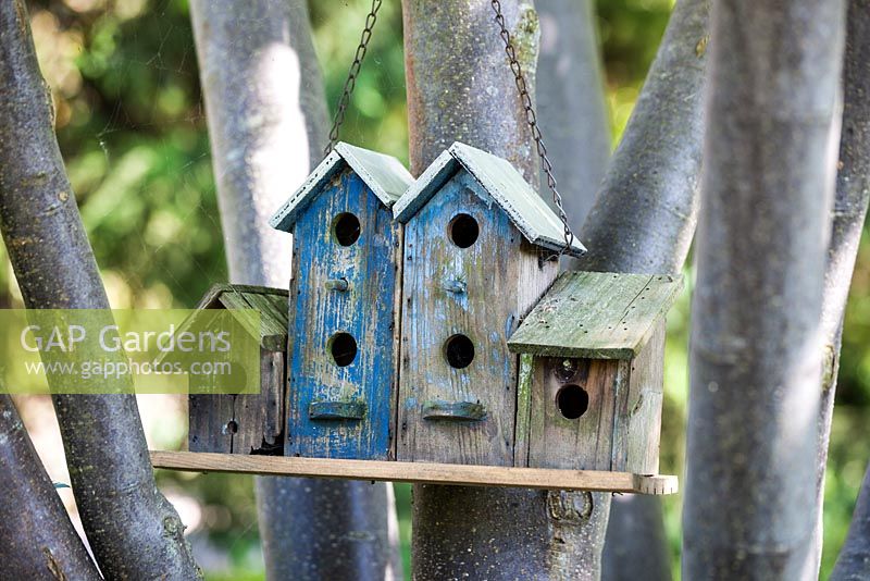 Nestbox dans Euodia hupehensis - Abeille - juin, Le Jardin de Marguerite, France