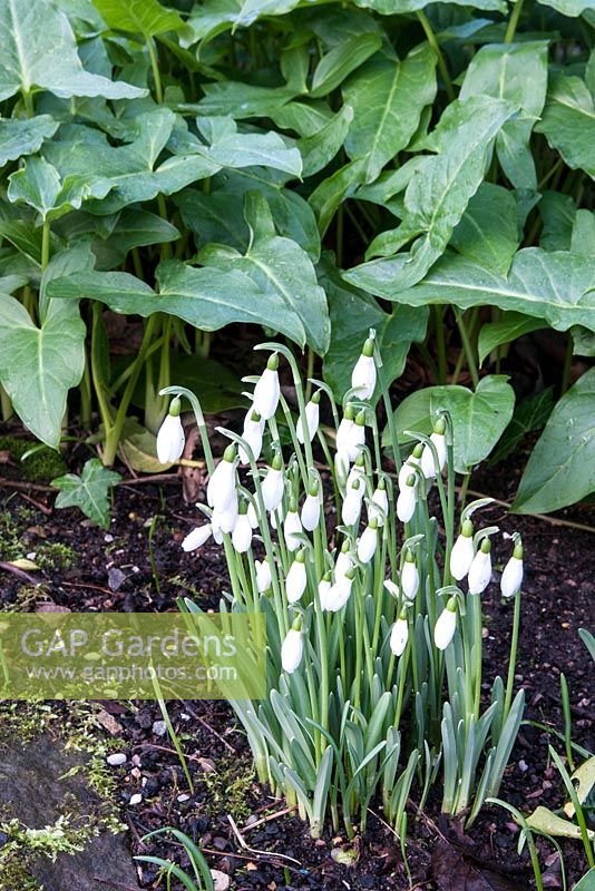 Galanthus - Perce-neige et feuilles d'Arum