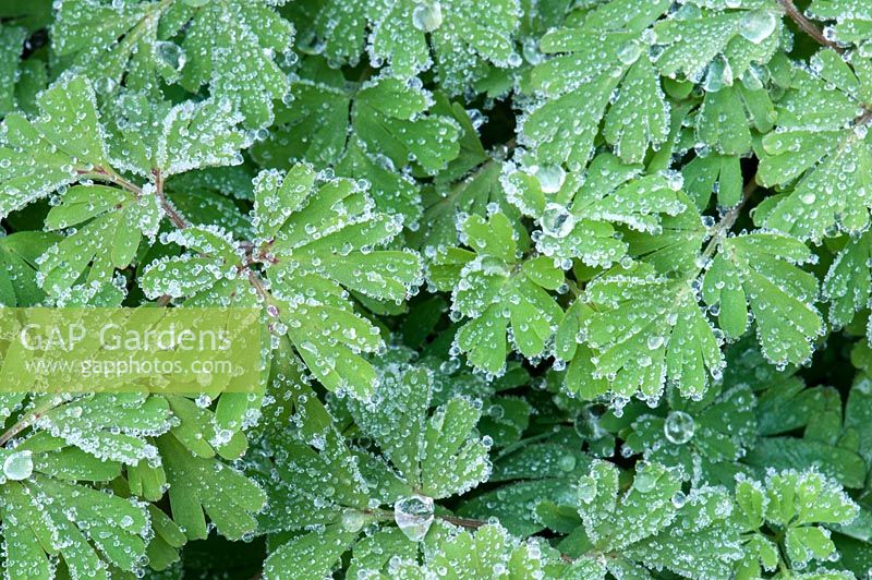 Dicentra - Feuilles coeurs saignants