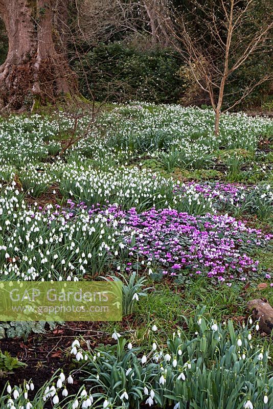 Galanthus nivalis et Cyclamen coum à Colesbourne Park, Gloucestershire, février