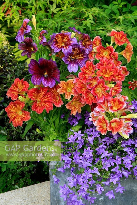 Salpiglossis 'Royale Mixed' poussant dans un pot de cube gris avec Campanula portenschlagiana pour déborder sur le bord.