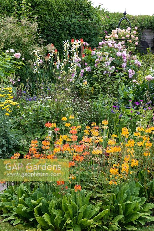 Un jardin de chalet avec parterre de fleurs mélangé coloré de candélabres primula, achillea, nepeta, aquilegia, flaf iris, roses 'Fantin Latour'