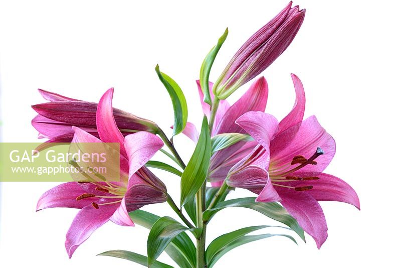 Lilium 'Purple Prince' - Hybride de trompette orientale. Aussi connu comme Orienpet ou OT hybride