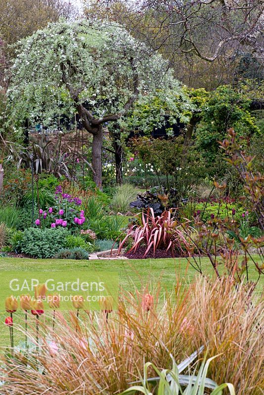 Un jardin de printemps avec des plates-bandes mixtes sous Pyrus salicifolia 'Pendula '.