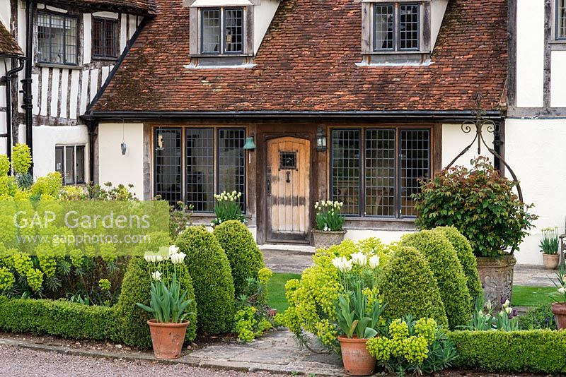 Le jardin de devant à Alswick Hall, une maison Tudor classée, plantée de boîte topiaire, d'euphorbe et de Tulipa 'Spring Green' dans des pots en terre cuite.