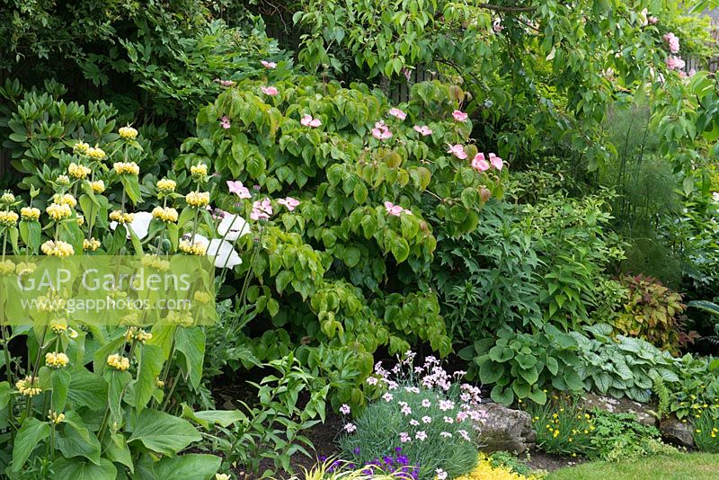 Un parterre de fleurs mélangé avec Cornus 'Miss Satomi', Papaver 'Perry's White', Phlomis russelliana, roses et hostas.