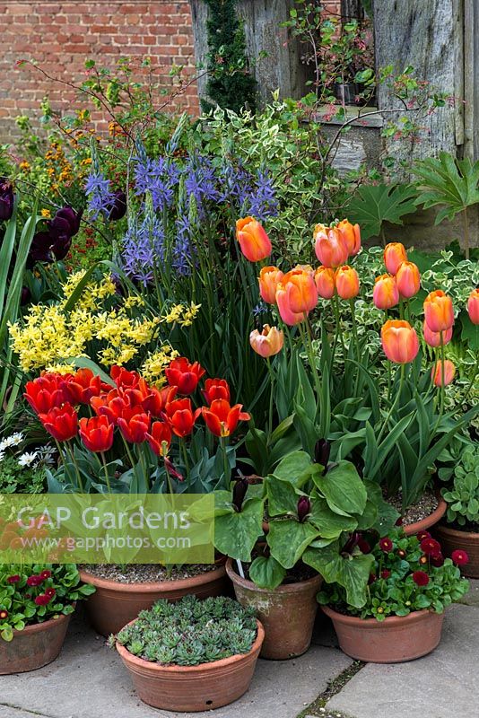 Pots de printemps avec Tulipa 'Dordogne', Tulipa écarlate 'Couleur Cardinal', camassia, marguerites bellis et narcisses. Great Dixter.