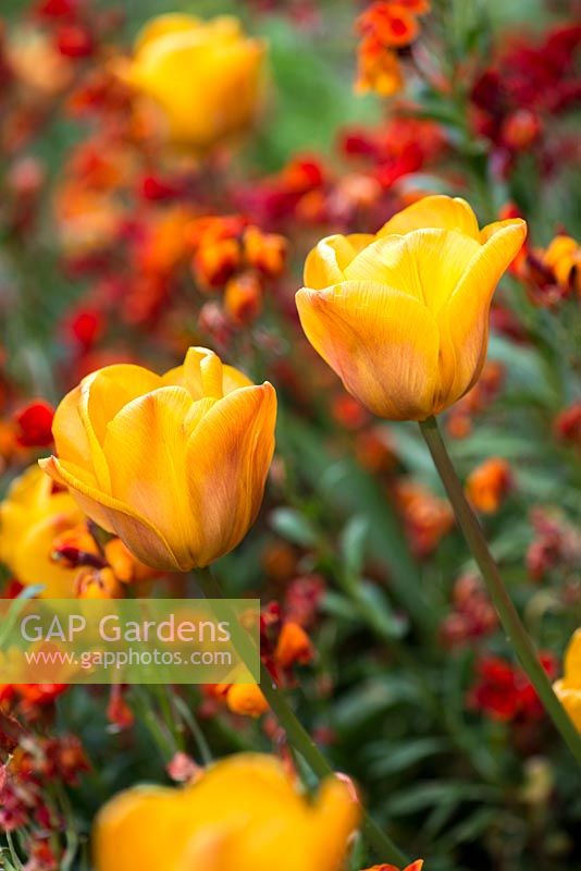 Une combinaison de plantation de Tulipa orange 'Daydream' et de giroflées