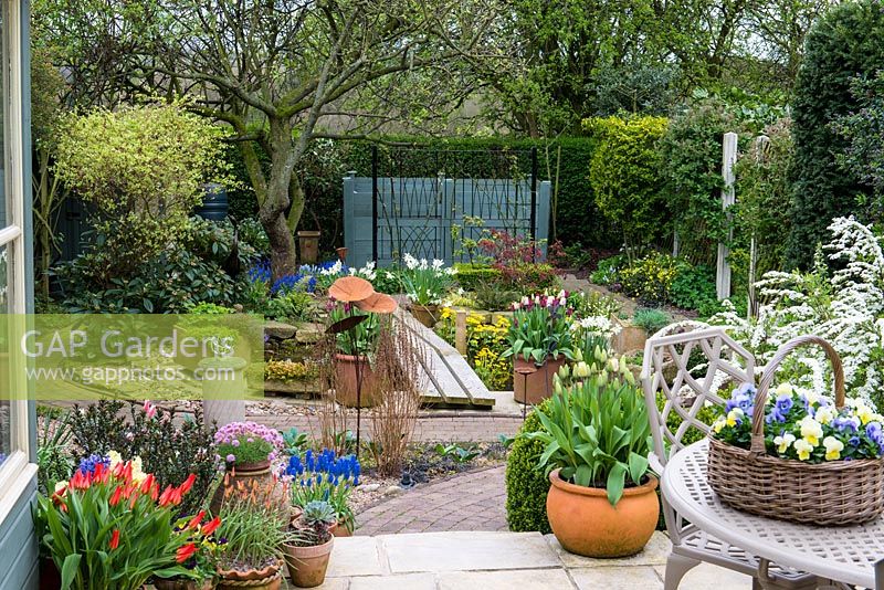 Un jardin de printemps avec des pots colorés plantés de Tulipa, Narcisse et Muscari. Un pont en bois sur un petit étang mène à un vieux pommier Bramley au fond du jardin.