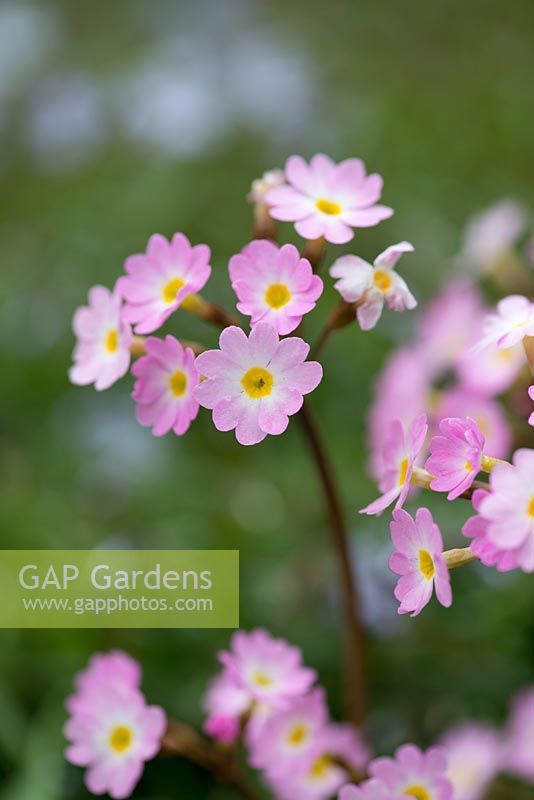 Primula 'Johanna', une jolie petite hybride d'origine asiatique, portant au printemps des fleurs roses aux yeux jaunes.