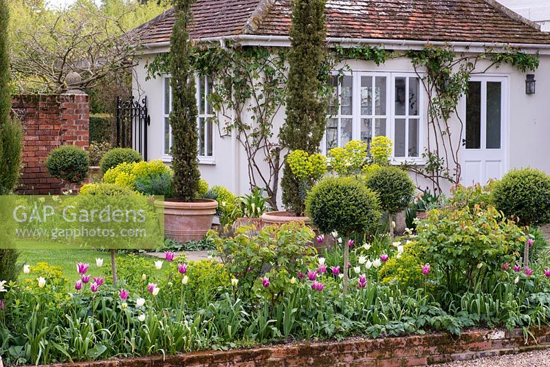 Dans le jardin clos de la cour, les parterres de fleurs sont plantés d'euphorbes, de standards ligustrum, de cyprès et de tulipes italiens 'Spring Green', 'White Triumphator' et rose 'Ballade '.
