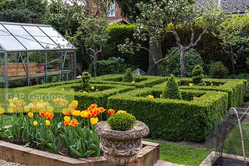 Un petit jardin de printemps formel avec de vieux pommiers, une serre et un parterre rempli de Tulipa Golden Apeldoorn et Apeldoorn Elite.