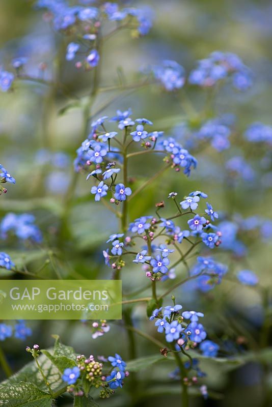 Brunnera macrophylla Jack Frost, une vivace rhizomateuse avec des feuilles ornementales argentées et de minuscules fleurs bleues au printemps.