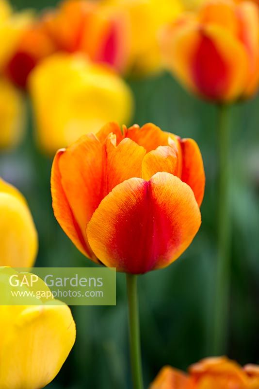 Tulipa Golden Apeldoorn et Apeldoorn Elite, tulipes hybrides darwin qui fleurissent en avril et début mai, font d'excellentes fleurs coupées.
