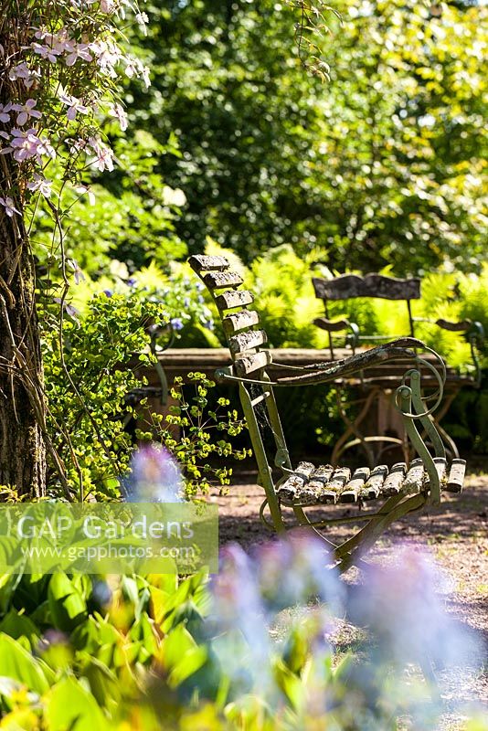 Vue à travers Corydalis elata 'Spinners' sur des chaises de jardin et un pilier avec Clematis montana 'Freda '. Herrenmühle Bleichheim