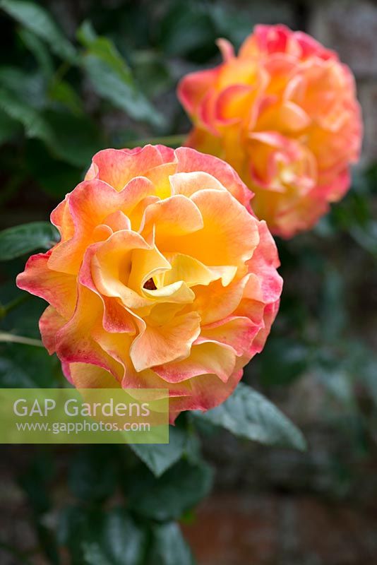 Rosa 'Night Light', une rose grimpante à floraison répétée vigoureuse, juin.