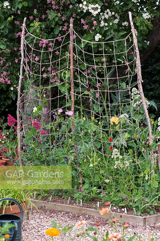 Lathyrus odoratus - Pois de senteur formés par des filets attachés à des noisettes.