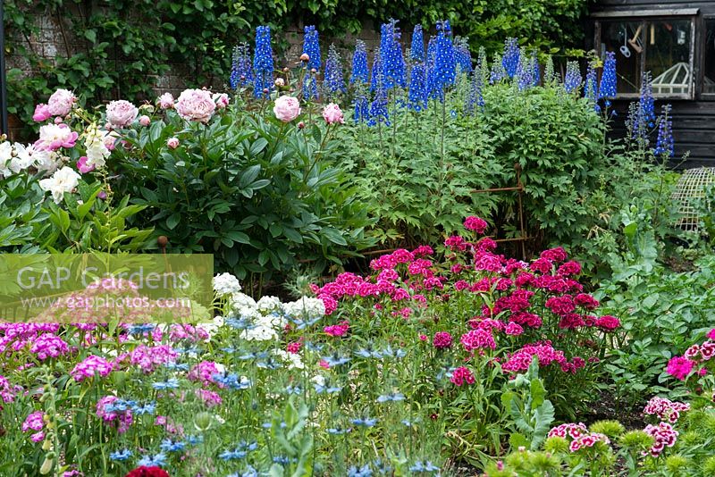 Jardin de fleurs coupées, avec delphiniums, pivoines, williams doux et nigelle.
