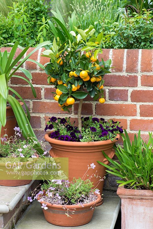 Citrus 'Calamondin' standard, un oranger miniature, se développe à l'extérieur en été, ayant besoin d'un endroit sans gel en hiver. Erodium 'Country Park' en petits pots.