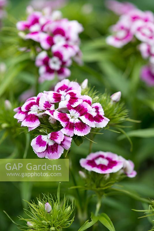 Dianthus barbatus, Sweet Williams, fait d'excellentes fleurs coupées