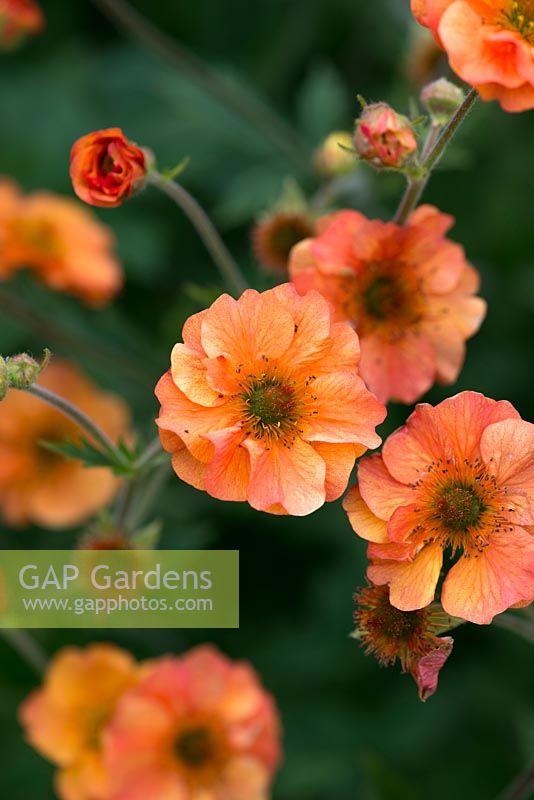 Geum avens 'Prinses Juliana', une plante vivace à l'orange rosâtre, à fleurs doubles, floraison à partir de mai