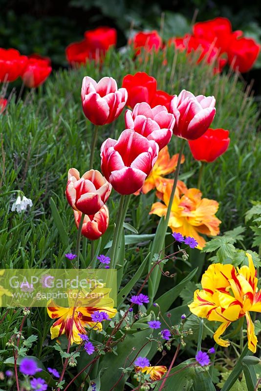 Parterre de source chaude avec Tulipa 'Lucky Stripe', 'Ruby Red' et 'Winnepeg '.