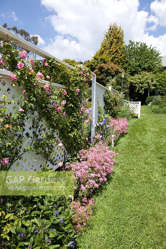 Jardin de style cottage anglais avec séparateur d'écran en treillis blanc, Rosa 'Pinkie' et Silene