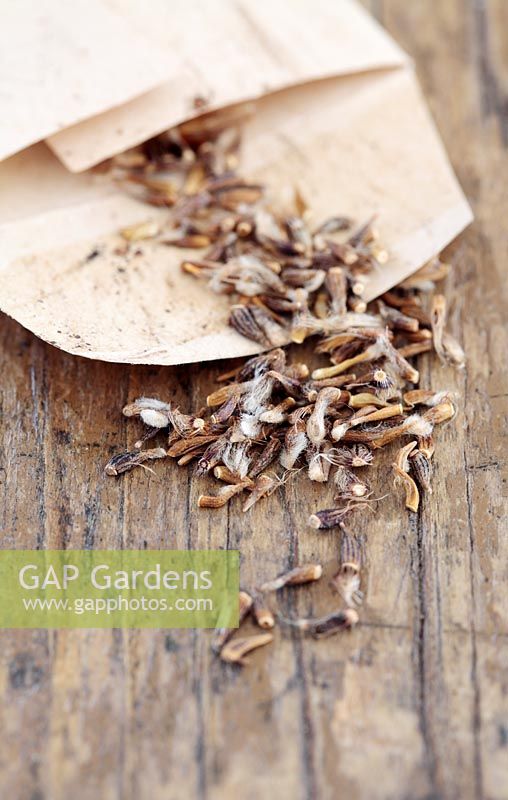 Gazania Seeds - Caledon Giants Seeds, Le Cap, Afrique du Sud