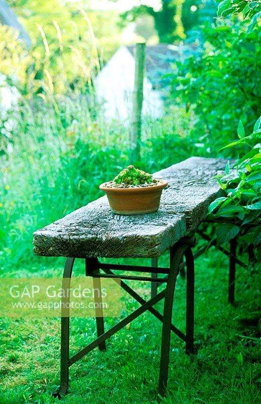 Plantes succulentes en pot d'argile sur un banc en bois rustique. Ferme de Court Lane. Wiltshire