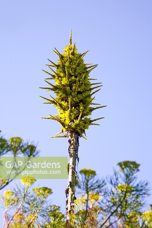 Puya chilensis capitule, Abbey Gardens Tresco, Royaume-Uni