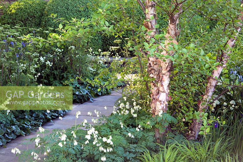 Bouleau noir - Betula nigra planté de persil baltique - Cenolophium denudatum et Astrantia major dans le jardin Laurent-Perrier, RHS Chelsea Flower Show 2010, conçu par Tom Stuart-Smith, médaillé d'or
