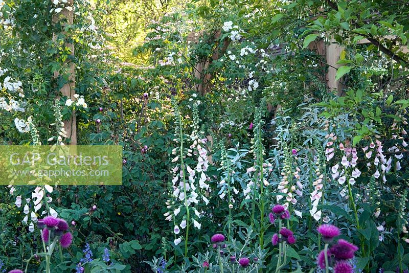 Pergola recouverte de roses grimpantes blanches - Rosa 'Rambling Rector' avec digitale - Digitalis purpurea 'Sutton's Apricot' parterre d'été, dans The M and G Garden, RHS Chelsea Flower Show 2010, conçu par Roger Platts, médaillé d'or