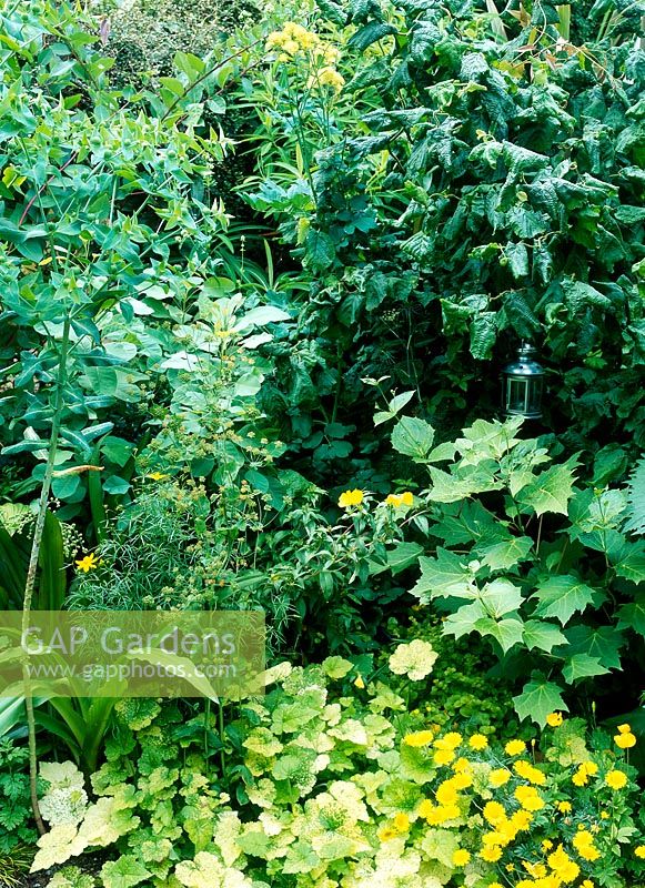 Parterre de fleurs jaunes avec corylus avellana contorta, euphorbia, anthemis tonctoria, kirengeshoma palmata, juillet. Dr Moonlights garden, Londres