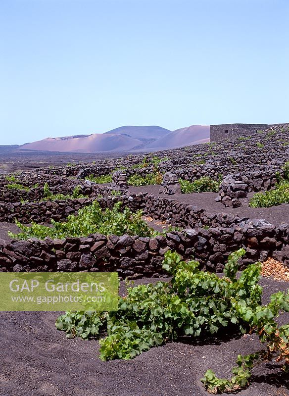 Lanzarote. Îles Canaries, vignes poussant dans des parterres en forme de fer à cheval pour se protéger du vent