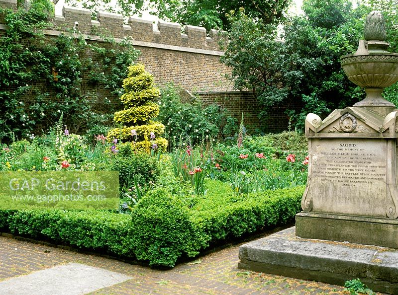 Jardin de noeuds avec topiaire en spirale ilex, buxus clippé. Jardin clos à Tradescant garden - Musée d'histoire du jardin - avec tombe de William Blights.