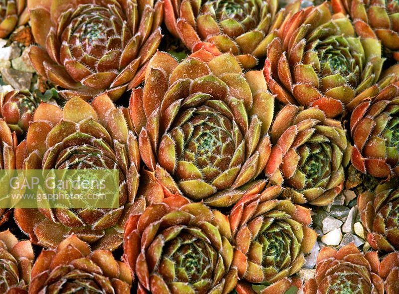 Directeur de Sempervivum Jacobs - Joueur de maison. Rosettes de feuilles épaisses rouge foncé pointues.