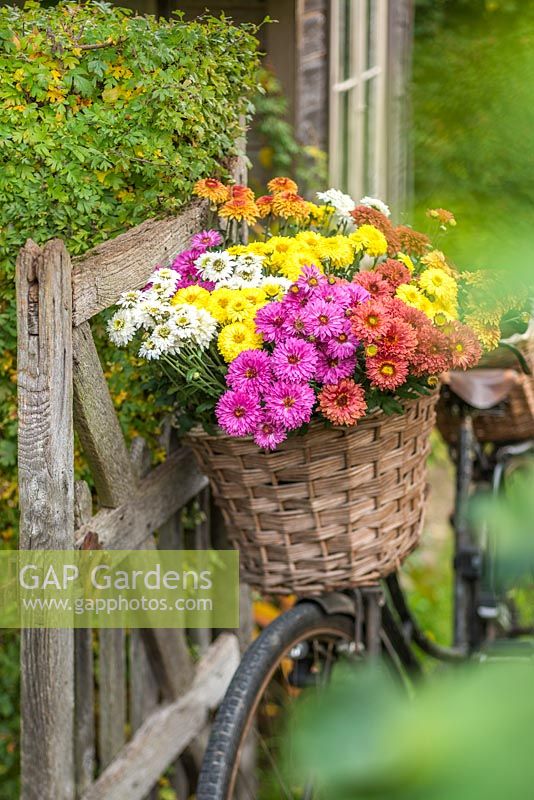 Chrysanthème 'Beppie Mixed '. Fleurs coupées dans un panier de vélo vintage pour femmes.