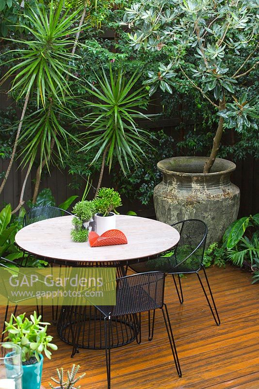 Jardin de la cour moderne avec coin repas, montrant un grand pot 'Atlantis' avec Magnolia grandiflora, Dracaena marginata à gauche et un petit pot blanc sur la table contient Crassula ovata 'Gollum' et rhipsalis. Table et chaises de 'Made by Tait '.