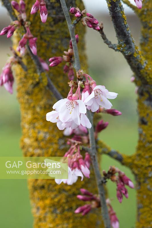 Prunus pendula var. Ascendens Rosea - Cerisier japonais - Mars - Oxfordshire
