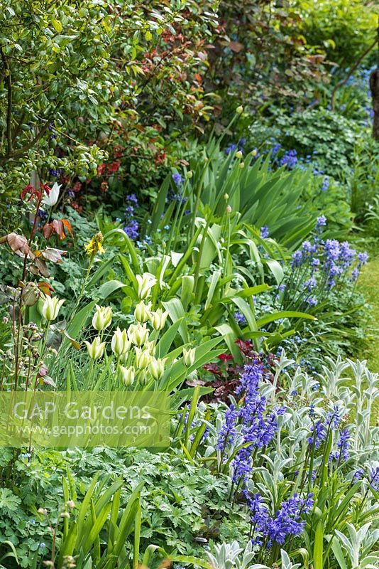 Découvre le long du parterre de fleurs avec des jacinthes espagnoles, des stachys, des iris et des géraniums Tulipa 'Green Spring'