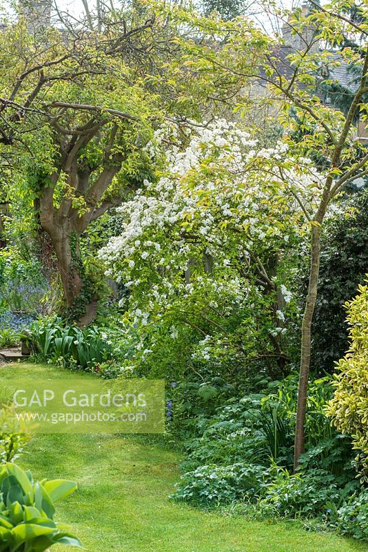 Vue sur un jardin de ville long et étroit au printemps avec une pelouse informelle et un parterre de fleurs mélangé avec Exochorda x macrantha 'The Bride '.
