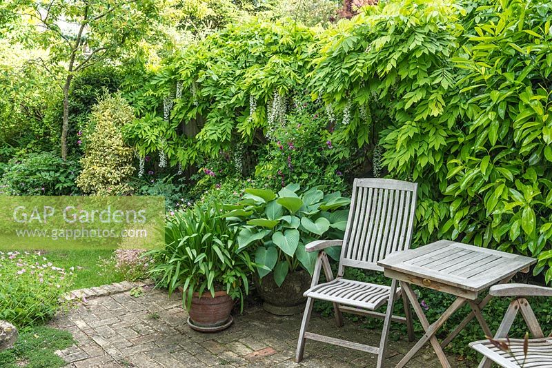 Une partie du jardin de la ville isolée avec terrasse en brique récupérée avec hosta et agapanthe en pots à côté de la table et des chaises de jardin en teck. Wisteria floribunda poussant sur une clôture.