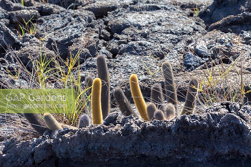 Brachycereus nesioticus - cactus de lave, avec le carex des Galapagos - Cyperus anderssonii, poussant sur des coulées de lave à Punta Moreno, Isabela. Le carex est un survivant improbable ici, probablement en raison de l'eau emprisonnée dans les fissures de la lave.