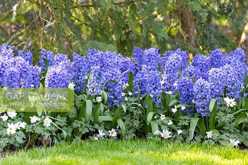 Les jacinthes bleues sont plantées avec de l'anémone blanda 'White Splendor' dans ce parterre de fleurs ombragé.