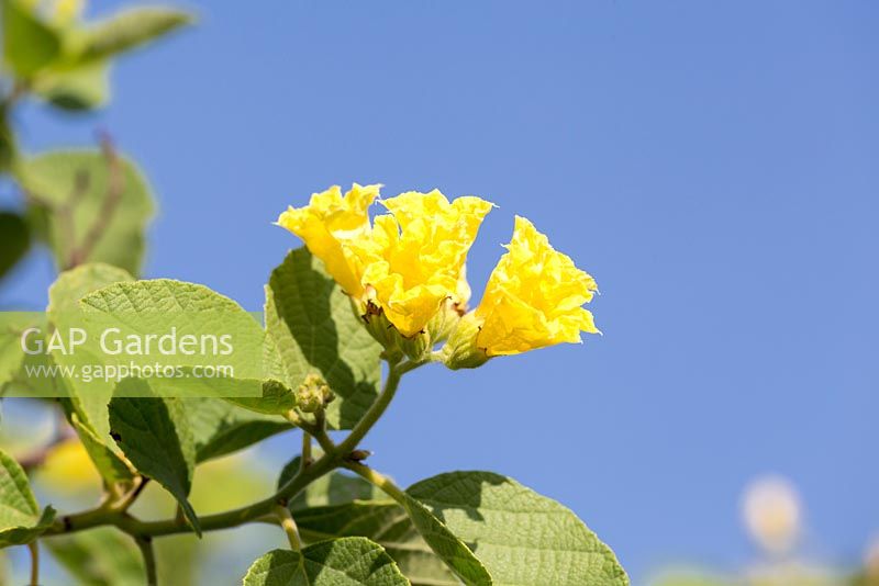 Cordea lutea - Muyuyu en fleur. Le jaune est apparemment la couleur préférée des abeilles charpentières qui pollinisent de nombreuses plantes des Galapagos, par conséquent la couleur prédominante des fleurs ici est jaune. Urbina Bay, Isabela.