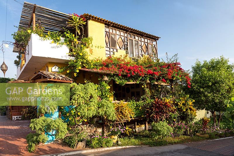 Affichage coloré de plantes, y compris les crotons et les bougainvilliers sur la véranda du café, Puerto Ayora, Santa Cruz.
