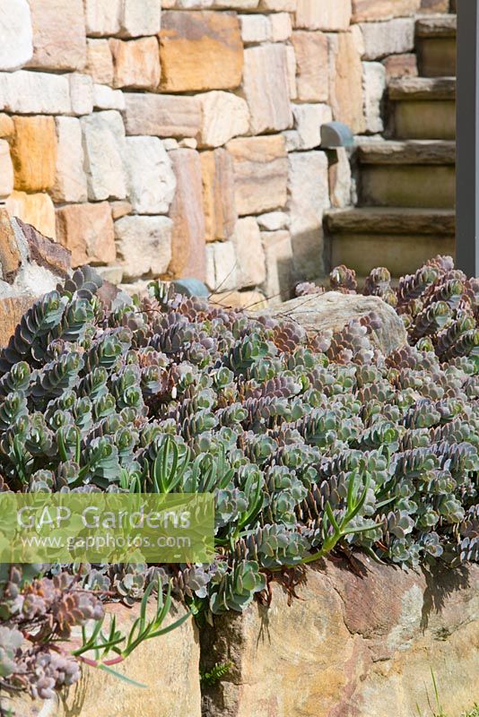 Kalanchoe fedtschenkoi 'Pétoncles de lavande' plantés dans un mur de terrasse de jardin construit à partir de blocs de grès irréguliers