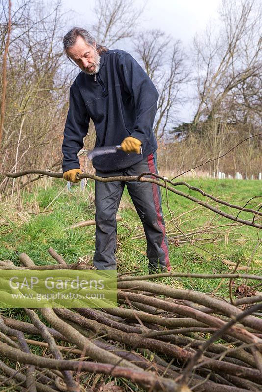 Stephen Westover enlevant les branches saillantes des bâtons de noisetier