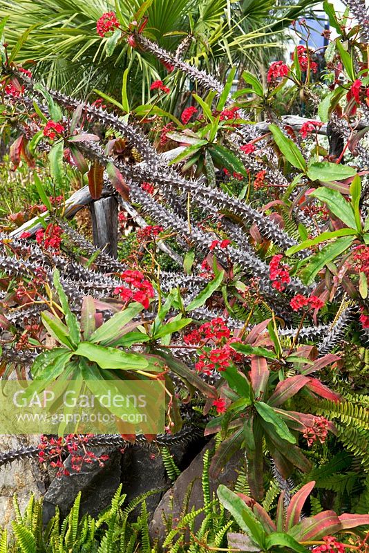 Euphorbia millii 'Couronne d'épines' - Jardin Magic Tea House, Funchal, Madère. Mars.