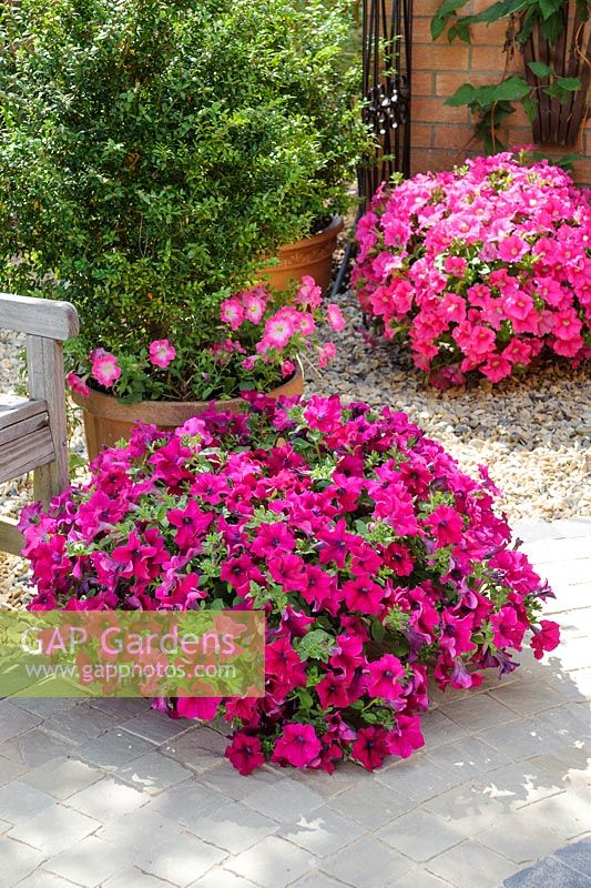 Pétunia 'Fanfare Royal Purple'